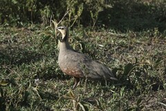 Pterocles gutturalis