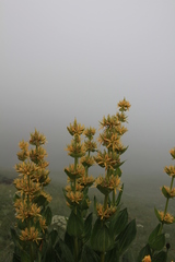 Gentiana lutea lutea