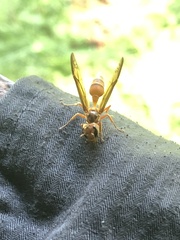 Synoeca virginea