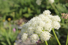 Meum athamanticum