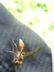 Synoeca virginea