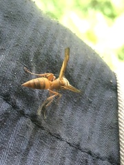 Synoeca virginea