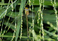 Austrogynacantha heterogena
