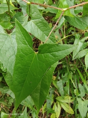 Persicaria senticosa