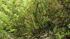 Cliffortia tridentata