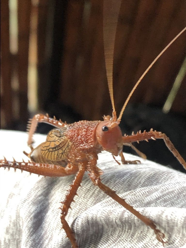 Choeroparnops forcipatus