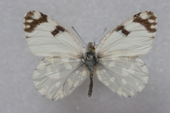 Euchloe ausonia