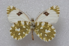 Euchloe ausonia