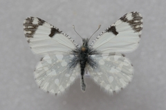 Euchloe ausonia