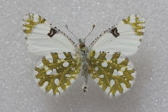 Euchloe ausonia