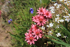 Sempervivum arachnoideum