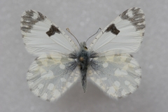 Euchloe ausonia