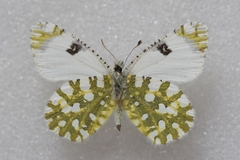 Euchloe ausonia