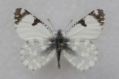 Euchloe ausonia