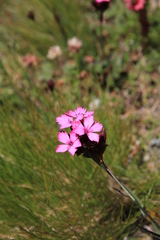 Dianthus balbisii