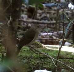 Pachycephala pectoralis