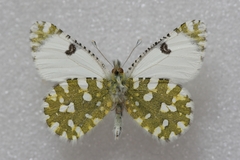 Euchloe ausonia