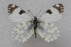 Euchloe ausonia