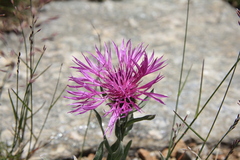Centaurea nervosa