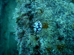 Goniobranchus geometricus