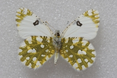 Euchloe ausonia