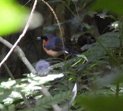 Symposiachrus trivirgatus