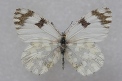 Euchloe ausonia