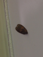 Cnesteboda celligera