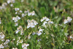 Achillea erba-rotta
