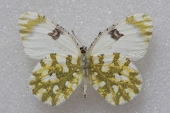 Euchloe ausonia