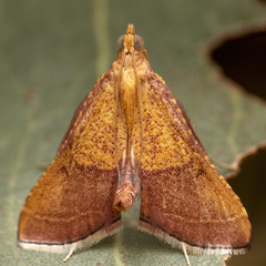 Endotricha pyrosalis