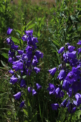 Campanula rhomboidalis