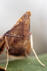 Endotricha pyrosalis