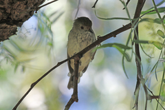 Acanthiza pusilla diemenensis