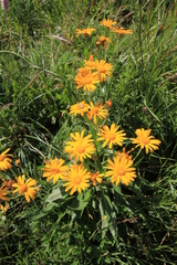 Senecio doronicum