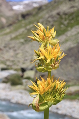 Gentiana lutea lutea