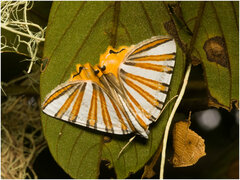 Pityeja histrionaria