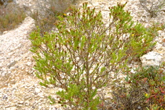 Oedera uniflora