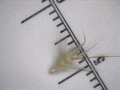 Rytidosperma bipartitum