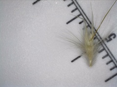 Rytidosperma bipartitum
