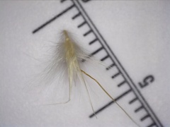 Rytidosperma bipartitum