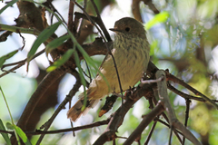 Acanthiza pusilla diemenensis