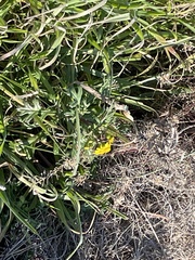 Senecio leucanthemifolius