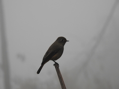 Phoenicurus frontalis