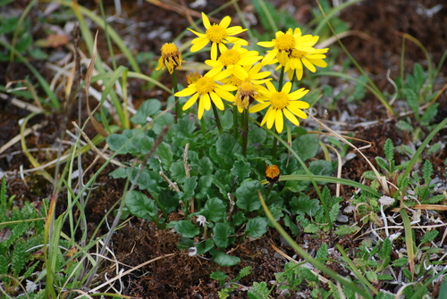 Image of Packera heterophylla by no rights reserved