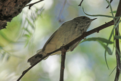 Acanthiza pusilla diemenensis