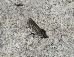 Lepidochrysops oreas oreas