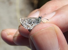 Lepidochrysops oreas oreas