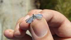 Lepidochrysops oreas oreas