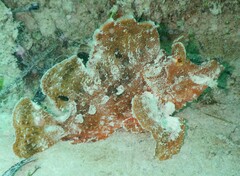 Rhinopias eschmeyeri